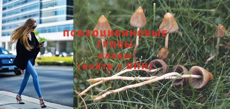 наркошоп  Дальнереченск  Псилоцибиновые грибы Magic Shrooms 